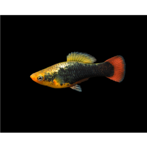 Hawaii Variatus Platy 2.5cm