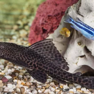 Common Plecostomus 7cm +