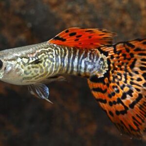 Red Leopard Guppy ( Poecilia reticulata )