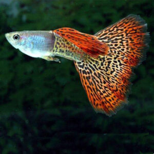 Red Snakeskin Guppy ( Poecilia reticulata )