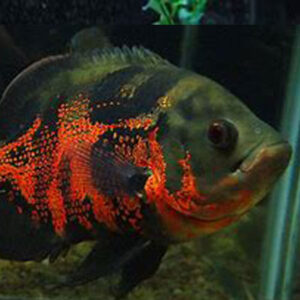 Oscar ( Astronotus ocellatus ) 8cm+