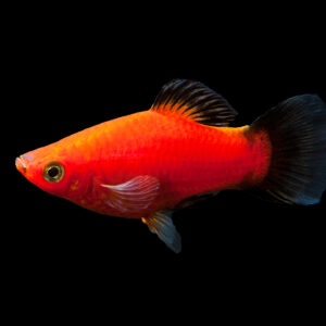 Red Wagtail Platy 2.5 cm