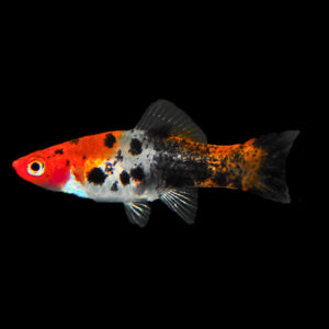 Sanke Koi Swordtail 3cm to 3.5cm