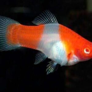 Sinterklas Platy 2.5 cm