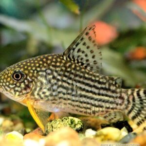 Sterbai Corydoras