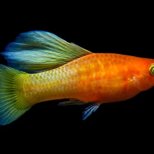 Sunrise Platy (Bio-Secured Bred) 3 cm