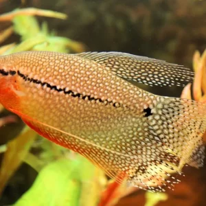 Pearl Gourami ( Trichopodus leerii )