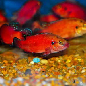 Turkana Jewel Cichlid 5cm+