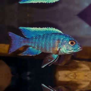 Turquoise Peacock Cichlid (Aulonocara sp.) 6cm+