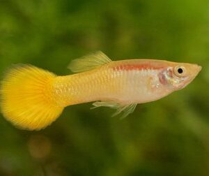 Yellow Guppy ( Poecilia reticulata )