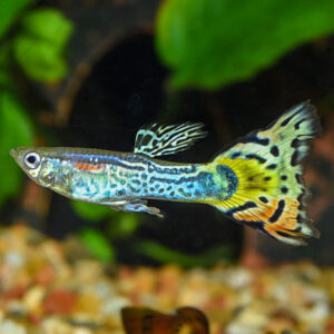 Yellow Leopard Guppy ( Poecilia reticulata )