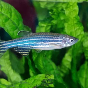 Zebra Danio ( Danio rerio )