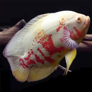 Albino Tiger Oscar ( Astronotus ocellatus ) 8-10cm