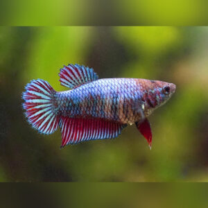 Betta Splendens Female 3cm+