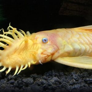 Blue Eyed Bristlenose Pleco ( L144 ) 2 to 4 cm
