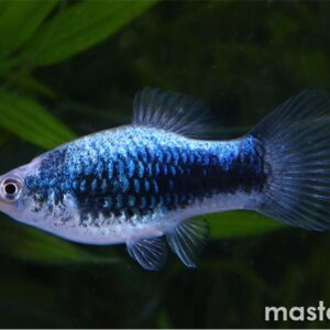 Blue Platy 2.5 cm