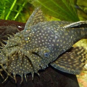 Bristlenose Pleco