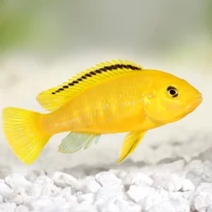 Yellow Labidochromis ( Labidochromis caeruleus ) 6cm +