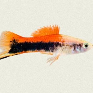 Tricolor Swordtail 3.5cm
