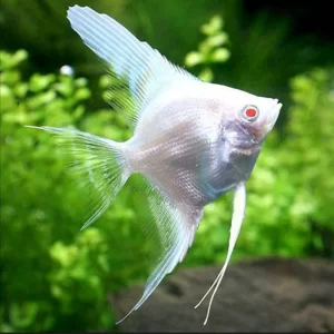 Albino Angelfish ( P. Scalare ) 3-4cm