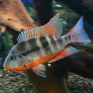 Firemouth ( Thorichthys meeki ) 6cm+