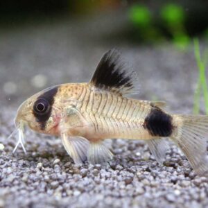 Corydoras Panda 2.5cm