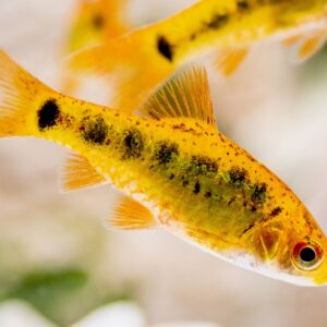 Golden Barb ( Barbodes semifasciolatus )