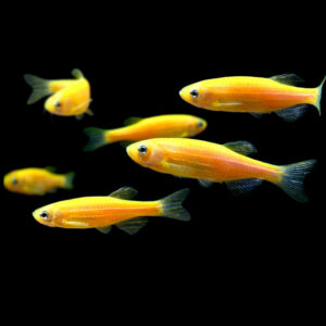 Golden Zebra Danio 2.5cm+