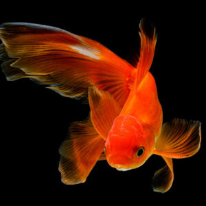 Gold Fish