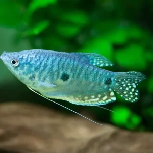 Asia