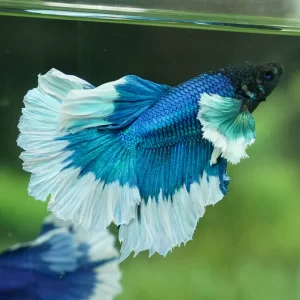 Betta Halfmoon Dumbo - Grade A