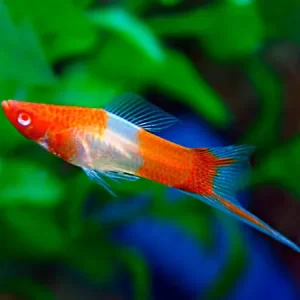 Santa Clause Swordtail 3.5cm