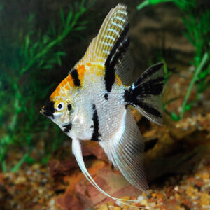 Angelfish Koi ( P. Scalare Koi ) 3-4 cm