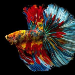 Betta Halfmoon Multicolor - Grade A