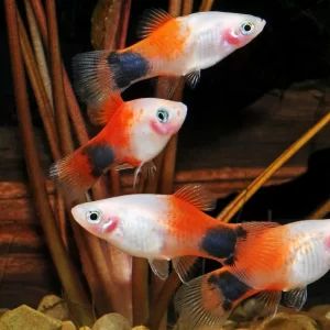 Pink Mickey Mouse Platy 2.5 cm