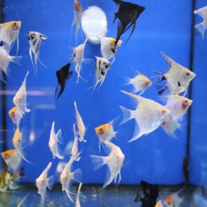 Angelfish Mix ( P. Scalare ) 3-4cm