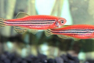 Zebra Danio Red ( Danio rerio )
