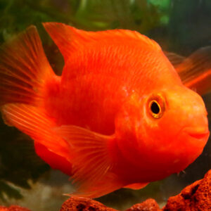 Hybrid Cichlids