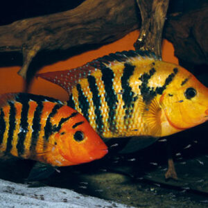 Red Terror ( Mesoheros Festae ) 6cm+