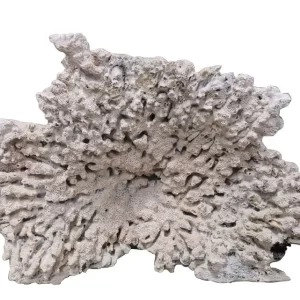 Reef Coral Module D