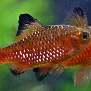 Rosy Barb ( Pethia conchonius )