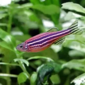 Danios