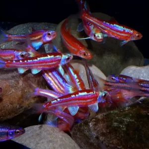 Rainbow Shiner ( Notropis chrosomus )