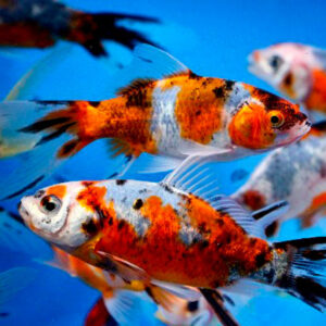 Red And White Shubunkin Goldfish Grade A 10cm+