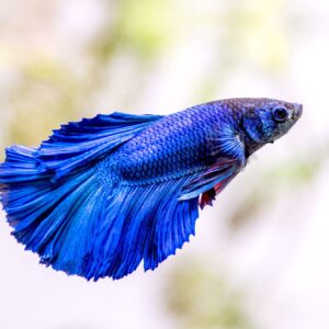 Betta Halfmoon
