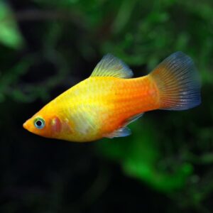 Sunset Platy 2.5 cm