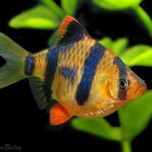 Tiger Barb ( Puntius tetrazona )