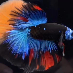 Betta Halfmoon Avatar