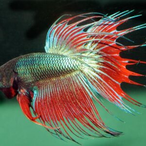 Betta Splendens Male