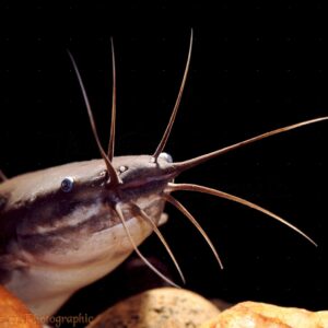 Walking Catfish ( Clarias - Black ) 4cm+